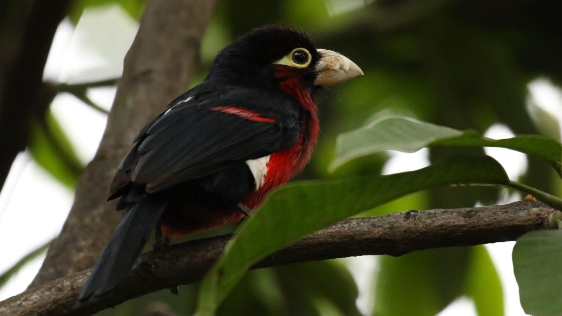 太阳灼穿篮网！切特·霍姆格伦决胜局上演巨人教科书