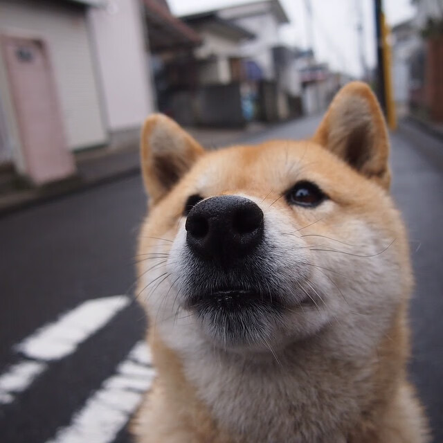 两个球场,一种足球,从南美野性到欧洲王座的征服之路