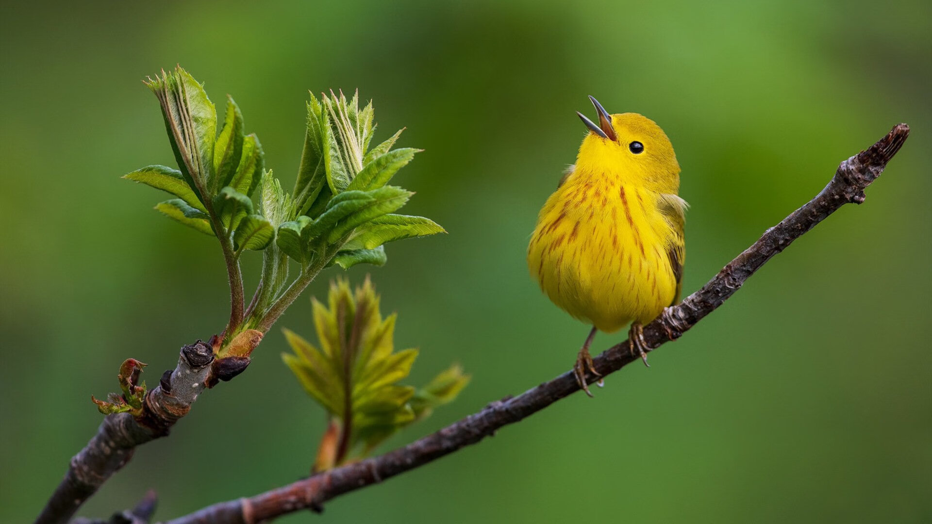 蓝黑风暴席卷绿茵,国际米兰基因如何主宰2026世界杯焦点战