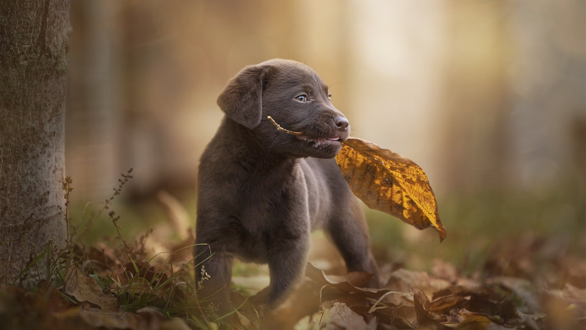 保罗导演,一场早春的悬念谋杀案