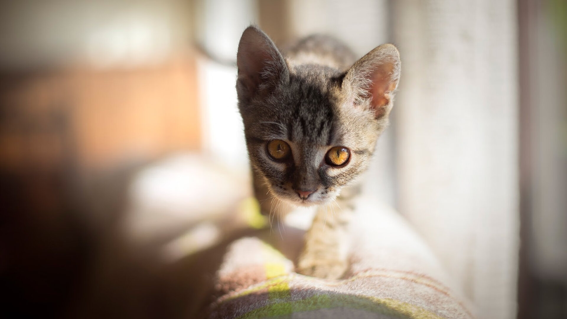 南美风暴席卷欧陆，阿根廷决胜巴黎，卢卡库英超接管比赛