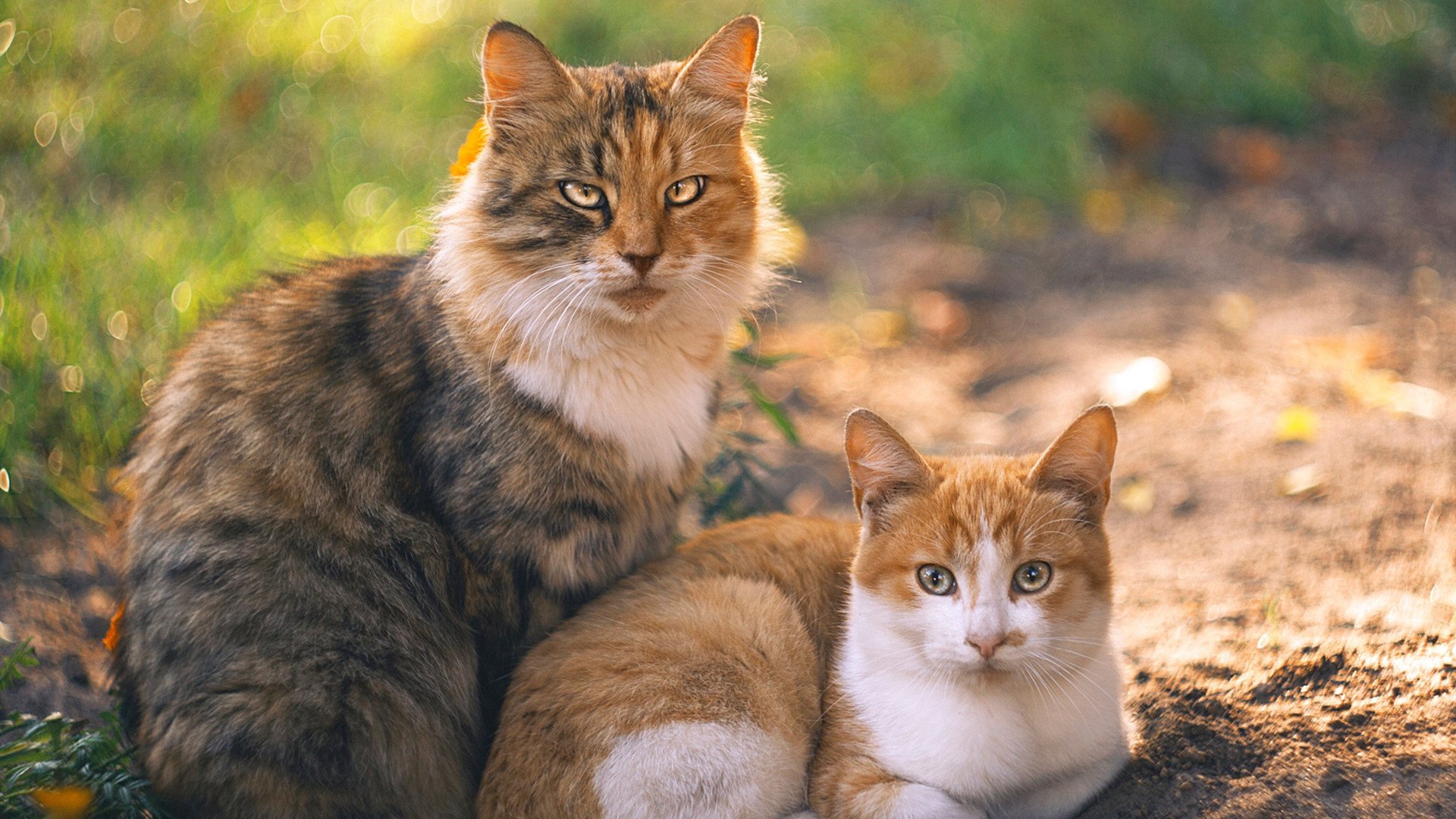 西决生死战焦点战，里昂力克巴黎，法甲格局生变